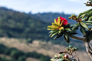 Horton Plains çiçek açan ormangülü arboreum