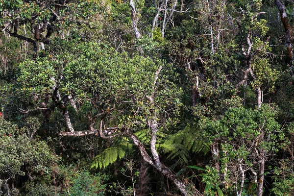 Malowniczy widok w Horton Plains, Sri Lanka — Zdjęcie stockowe