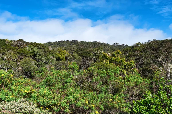 Doğal görünümü Horton ovaları, Sri Lanka