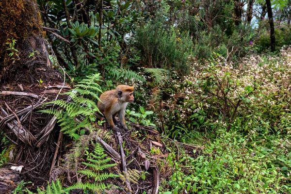 Srilankan Τόκα μακάκος ή Macaca sinica στη ζούγκλα — Φωτογραφία Αρχείου