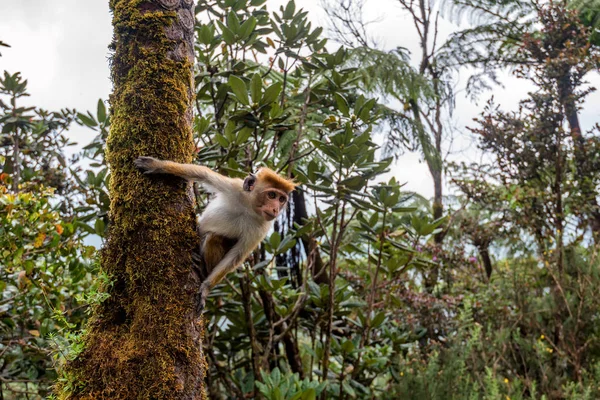 Шриланкийский макак или макака синика в джунглях — стоковое фото