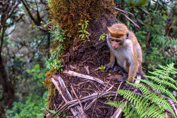 SriLankan Ceyloni makákó vagy Macaca sinica dzsungelben — Stock Fotó