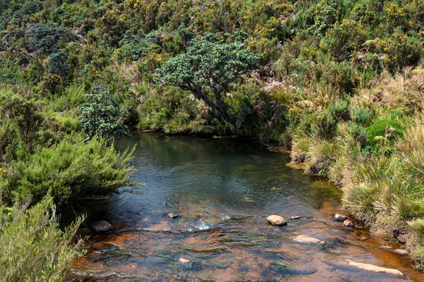 Camino que lleva a Horton Plains, Sri Lanka — Foto de Stock