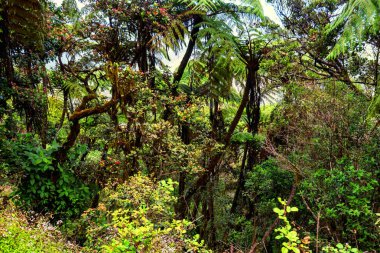 Ormanın dev ağaç ferns ile doğal görünümü
