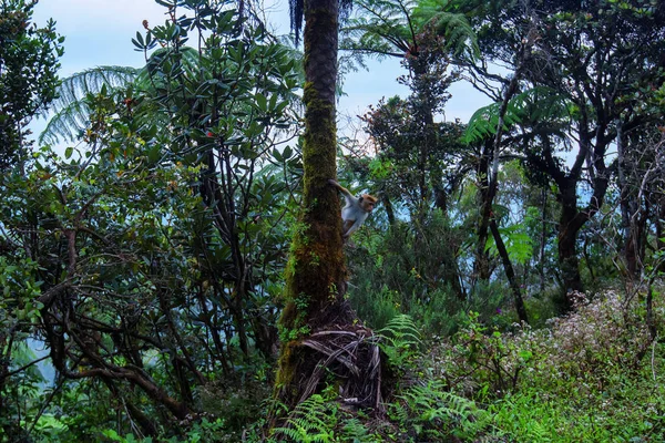 Malownicze widoki dżungli z olbrzymie Drzewo paproci — Zdjęcie stockowe