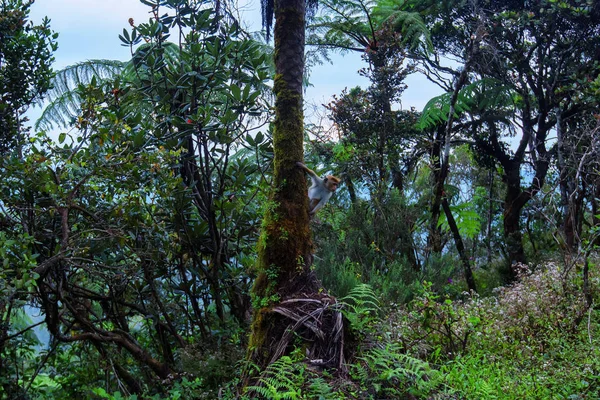 Scenic view of jungle with giant tree ferns — Stock Photo, Image