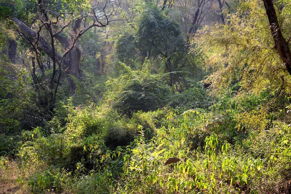 Сценический вид джунглей с индийским баньяном — стоковое фото