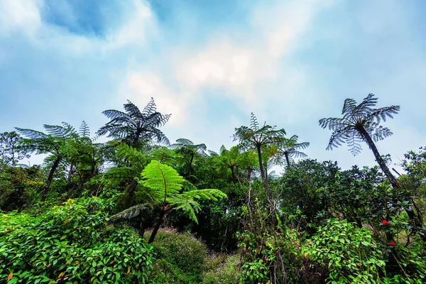 Schilderachtig uitzicht op de jungle met gigantische boomvarens — Stockfoto