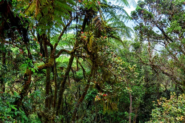 Сценический вид джунглей с гигантскими папоротниками — стоковое фото