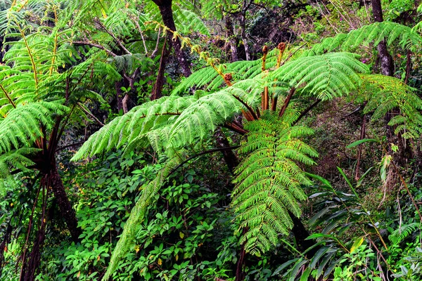Schilderachtig uitzicht op de jungle met gigantische boomvarens — Stockfoto