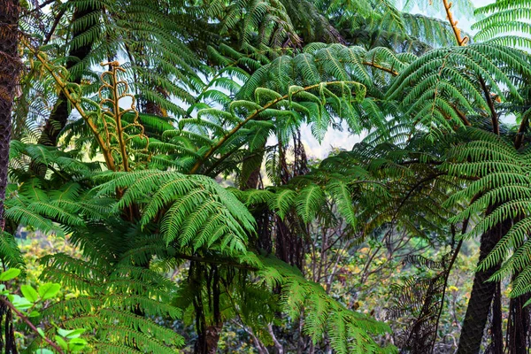 Scenic view of jungle with giant tree ferns — Stock Photo, Image