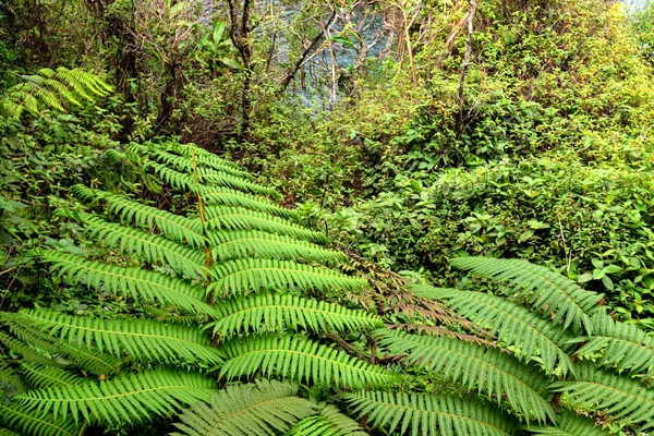 Scenic view with ferns — Stock Photo, Image