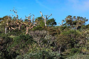 Doğal görünümü Horton ovaları, Sri Lanka
