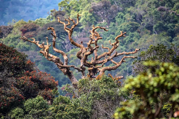 Doğal görünümü Horton ovaları, Sri Lanka — Stok fotoğraf