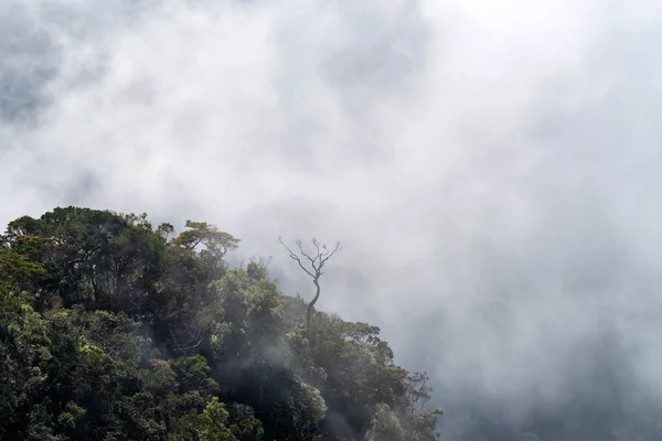 Malowniczy widok mglisty koniec światów w Sri Lanka — Zdjęcie stockowe