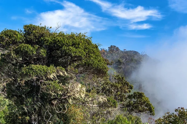 Malowniczy widok w Horton Plains, Sri Lanka — Zdjęcie stockowe