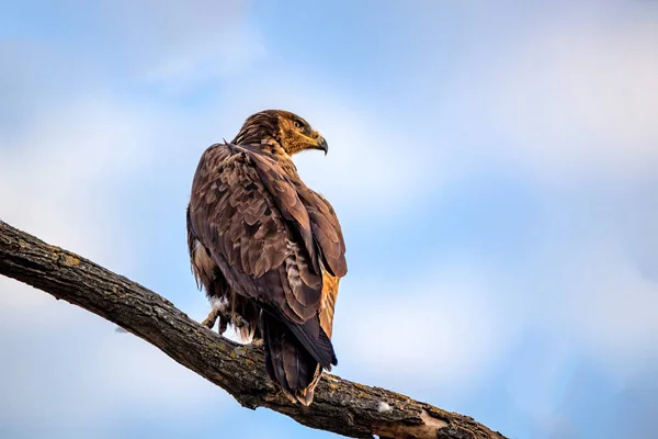 Steppe aigle ou Aquila nipalensis assis sur un arbre — Photo