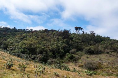 Doğal görünümü Horton ovaları, Sri Lanka