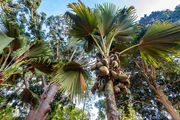 Deniz Hindistan cevizi veya Lodoicea Maldivica — Stok fotoğraf