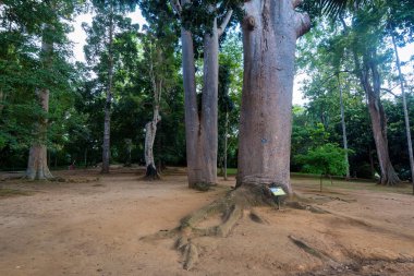 Familyanın Robusta kauri ağacının gövde