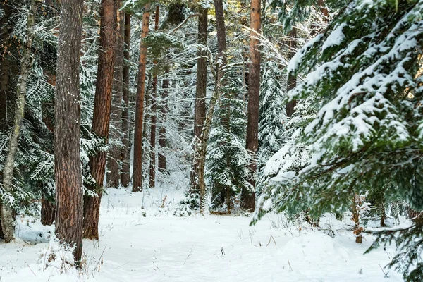 Fantástico bosque de invierno cubierto de nieve — Foto de Stock