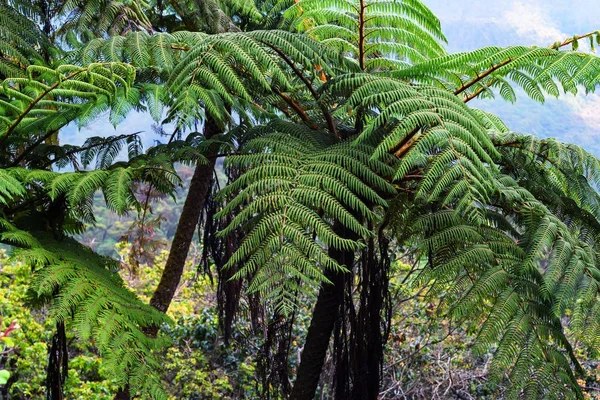 Schilderachtig uitzicht op de jungle met gigantische boomvarens — Stockfoto