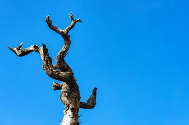 Kuru ölü ağaç gövdesi mavi gökyüzü karşı