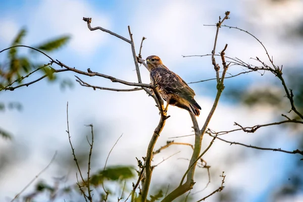 Common buzzard or Buteo buteo on tree branch — Stock Photo, Image
