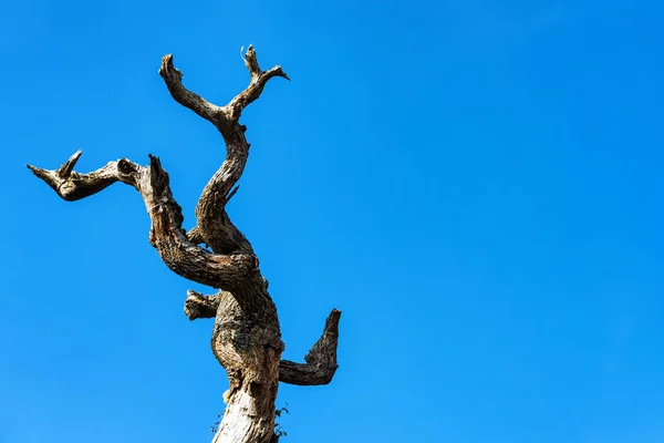 Suche drzewa martwe pnia przeciw błękitne niebo — Zdjęcie stockowe