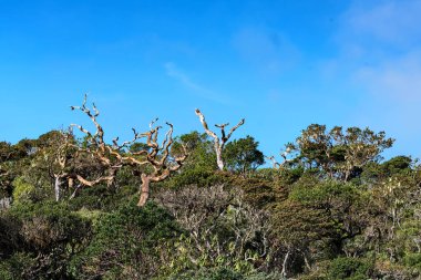Doğal görünümü Horton ovaları, Sri Lanka