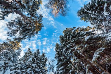 Fantastik kış orman karla kaplı