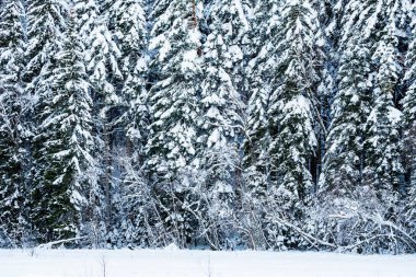 Fantastik kış orman karla kaplı