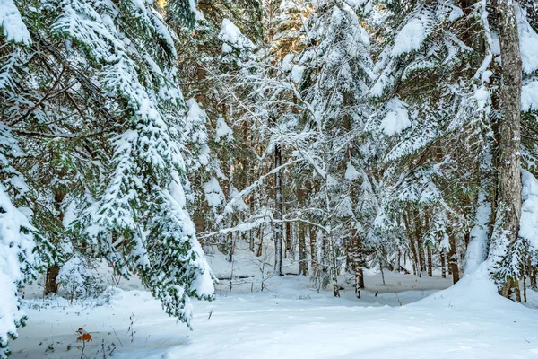 Fantástico bosque de invierno cubierto de nieve — Foto de Stock