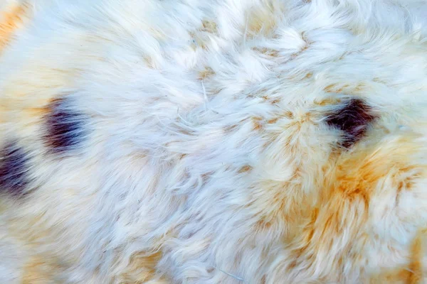 White fur close-up background — Stock Photo, Image