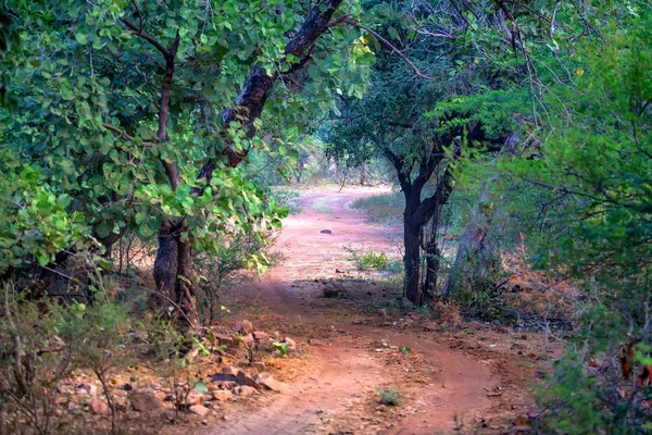 Krajobraz Ranthambore, Indie. Drogi i lasu — Zdjęcie stockowe