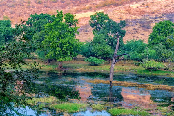 Våtmarkerna i Ranthambore nationalpark, Indien. — Stockfoto
