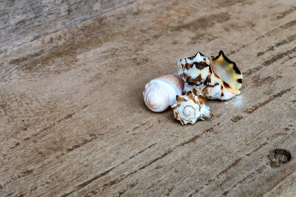 Sea shells on the ground — Stock Photo, Image