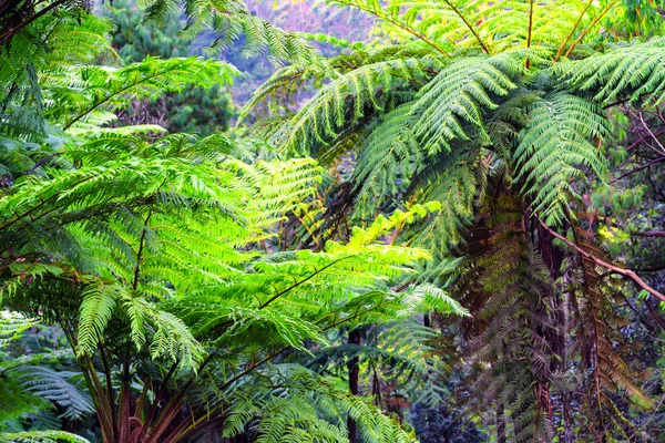 大树蕨的丛林景观 — 图库照片