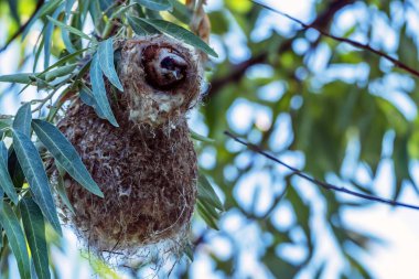 Avrasya çulha veya Remiz pendulinus