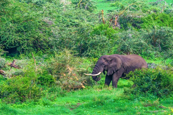 Elefante africano de navegação — Fotografia de Stock