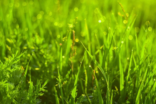 Zöld fű és a reggeli harmat csepp — Stock Fotó