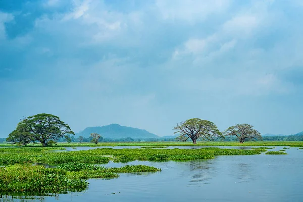 Vue panoramique d'un lac tropical avec des arbres dans l'eau — Photo