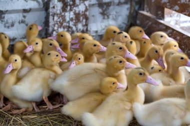 Sevimli ördek yavrusu dinlenme yere