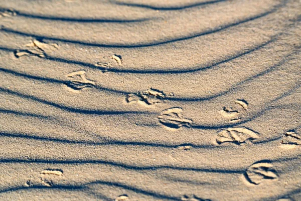Dune de sable avec empreintes d'oiseaux — Photo