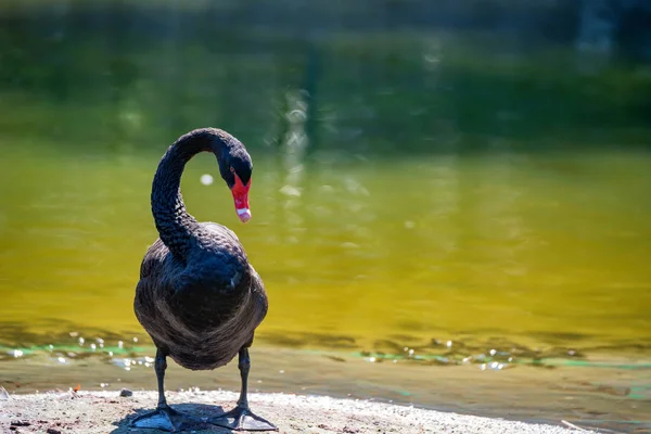Black Swan or Cygnus atratus stands on river bank — Stock Photo, Image