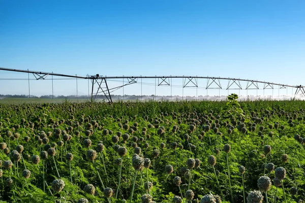 Impianto di irrigazione a goccia in campo — Foto Stock