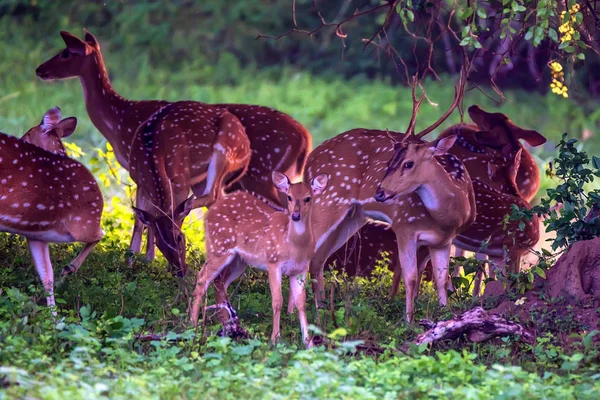 斑点を付けられた鹿や軸が採餌の群れ — ストック写真