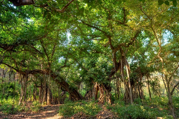 Vista panorâmica da selva com banyan indiano — Fotografia de Stock