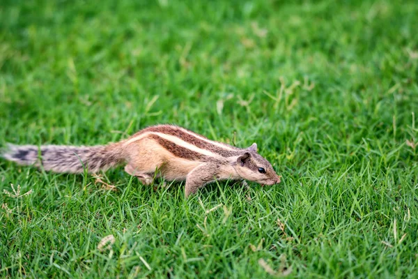 Ardilla de palma del norte o Funambulus pennantii —  Fotos de Stock