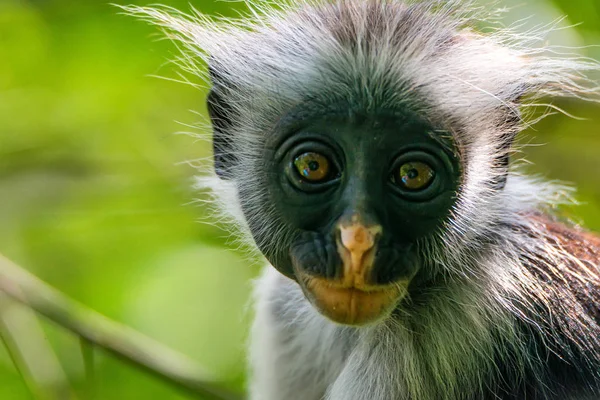 Zanzibar kırmızı colobus veya Procolobus kirkii — Stok fotoğraf